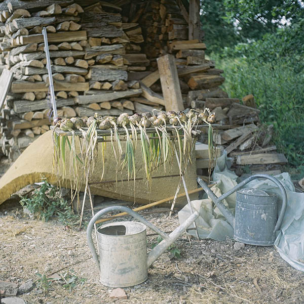 Zwiebeln - Die Grten der Anderen Nr.11 - Zeit Magazin 23. August 2018 / Die Grten der Anderen (11) / 53
	  - All rights reserved. Copyright: Anne Schwalbe