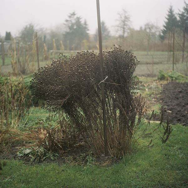 Aster - Die Grten der Anderen Nr.16 - Zeit Magazin 22. November 2018 / Die Grten der Anderen (16) / 53
	  - All rights reserved. Copyright: Anne Schwalbe