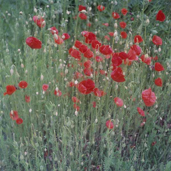 Mohn - Die Grten der Anderen Nr.23 - Zeit Magazin 20. Juni 2019 / Die Grten der Anderen (23) / 53
	  - All rights reserved. Copyright: Anne Schwalbe