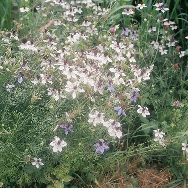 Jungfer im Grnen (Nigella damascena) - Die Grten der Anderen Nr.53 - Zeit Magazin 15. Juni 2023 / Die Grten der Anderen (53) / 53
	  - All rights reserved. Copyright: Anne Schwalbe