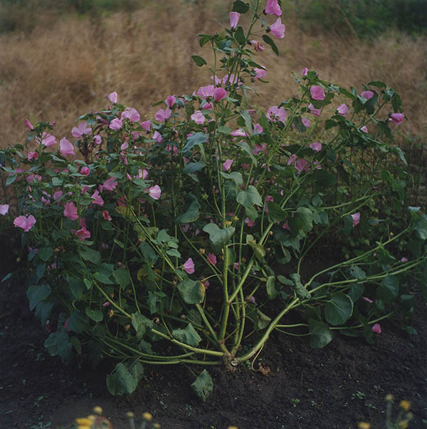 Garten (work in progress) / Garten (6) / 21
	  - All rights reserved. Copyright: Anne Schwalbe