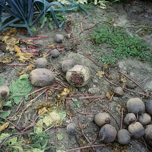 Garten (work in progress) / Garten (8) / 21
	  - All rights reserved. Copyright: Anne Schwalbe