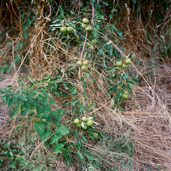 Garten (work in progress) / Garten (9) / 21
	  - All rights reserved. Copyright: Anne Schwalbe