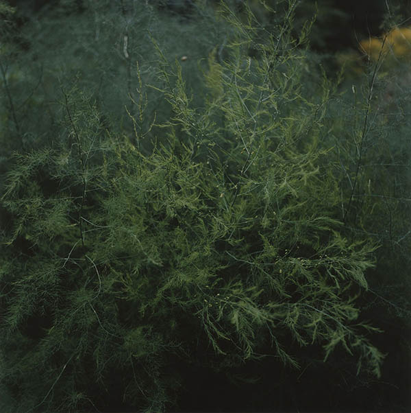 Garten (work in progress) / Garten (11) / 21
	  - All rights reserved. Copyright: Anne Schwalbe