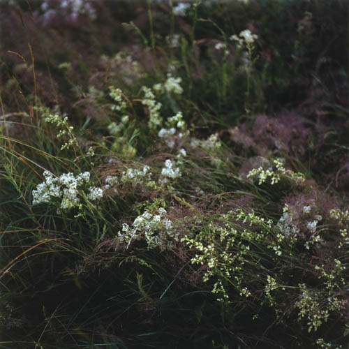 Wiese XXI, 2013 / Wiese XXI - XLVIII (1) / 28
	  - All rights reserved. Copyright: Anne Schwalbe