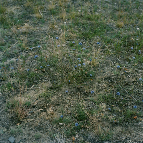 Wiese IV, 2011 / Wiese (4) / 20
	  - All rights reserved. Copyright: Anne Schwalbe