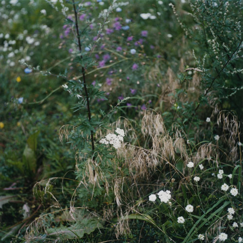 Wiese VI, 2011 / Wiese (6) / 20
	  - All rights reserved. Copyright: Anne Schwalbe