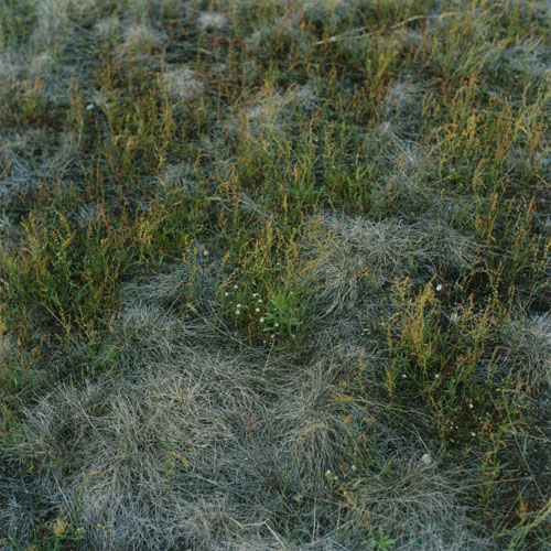 Wiese XVIII, 2011 / Wiese (18) / 20
	  - All rights reserved. Copyright: Anne Schwalbe