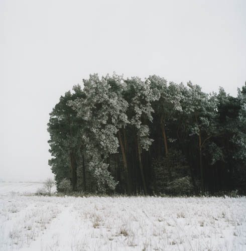 Noch ein Winterwald, 2006 / Blindschleiche  und Riesenblatt (4) / 32
	  - All rights reserved. Copyright: Anne Schwalbe
