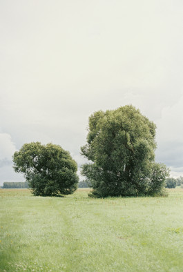 ANNE SCHWALBE