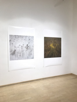 ANNE SCHWALBE