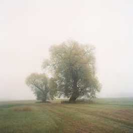 ANNE SCHWALBE