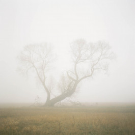 ANNE SCHWALBE