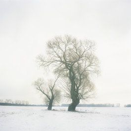 ANNE SCHWALBE
