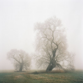ANNE SCHWALBE